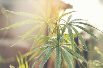 Frontier Risk Launches First On-Premise Insurance Program for THC Beverages