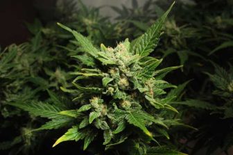 UC Asset Hails Pro-Cannabis Policy Development at President Trump’s Office