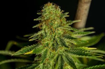 Entourage Health Corp. Expands Starseed Medicinal Platform with New Non-Cannabis Prescription Offerings