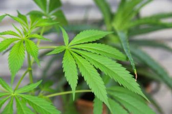 BLAZE Ushers in a New Era of AI-Powered Cannabis Retail Technology