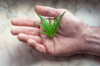 Curaleaf Upsizes Revolving Credit Facility to $100 Million with Needham Bank