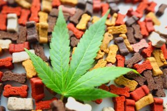 Würk and Seed Talent Join Forces to Elevate Cannabis Workforce Training and Compliance