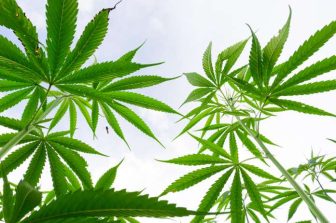 The Mamba Brand LLC: Trump’s Marijuana Order Restores Control — Criminals Thrive Only When Washington Fails