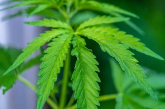 Ascend Wellness Holdings Announces Opening of New Dispensary in Englewood, Expanding Ohio Footprint