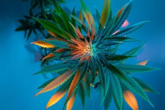 U.S. Hemp Roundtable Builds Bipartisan Momentum on Capitol Hill