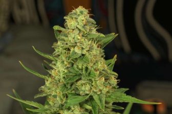 GreenWay Herbal Products, LLC awarded a U.S. patent covering a 1-to-1 cannabidiol and cannabidiolic acid cannabinoid composition