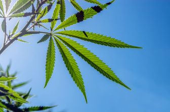 Curaleaf Expands Retail Footprint with Dispensary Opening in Findlay, Ohio