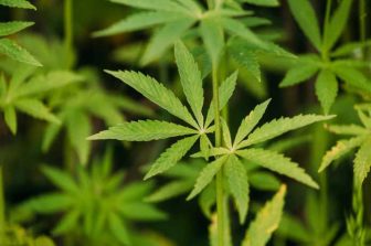 Revolt CBD Products Enhances Its 2026 Presence