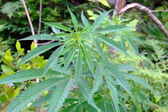 cbdMD Strengthens Regulatory Science Platform to Support Emerging Regulatory Cannabinoid Evaluation Pathways