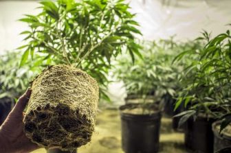GermGuardian Introduces Air Purifier Filter Engineered Specifically for Cannabis Smoke Odor Control