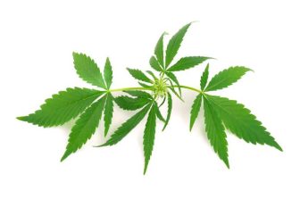 BLAZE Unveils Herbie AI Budtender to Hyper-Personalize Cannabis E-Commerce