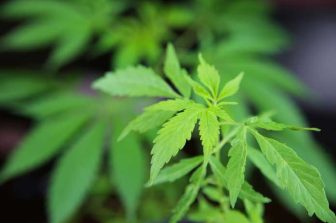 Greenway Reports Expanded International Cannabis Sales