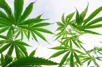 JOMS Study: Regular Marijuana Users May Need More Anesthesia For Wisdom Teeth Removal